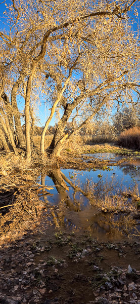 Bernardo Wildlife Area, New Mexico